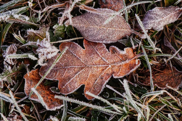 Hoja de mármol de colores congelados se encuentra en el campo, hierba silvestre, en tiempos de invierno. Se acerca diciembre. El abuelo Frost golpea con toda su fuerza en el paisaje. Pedazo de magia en tiempo real — Foto de Stock