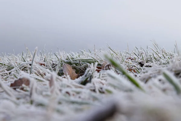 Jardín de invierno con situación de niebla. Cubierta de nieve de hierba en el campo. Tallos congelados de hierba silvestre por la mañana. Mala visibilidad. Temperatura fría. Diciembre . — Foto de Stock