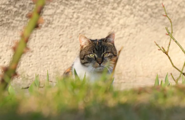 Suprised face of domestic cat. She thought I would not find her so fast. Kitten hidden behind wild grass. Playing with my best friend. Bored face. Funny animal head — Stock Photo, Image