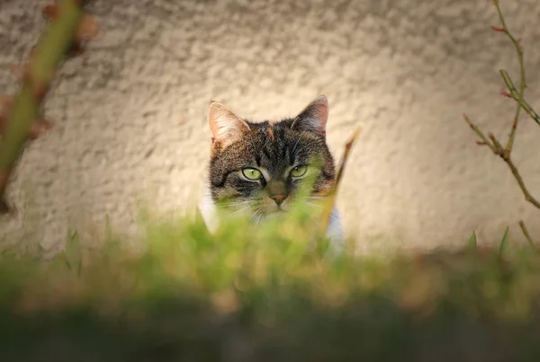 Tajne Spion w domowych Kot przebranie na szczycie tajne misji w sąsiedzkim ogrodzie. Ważne działania w celu zdobycia informacji o zagranicznych kotów — Zdjęcie stockowe