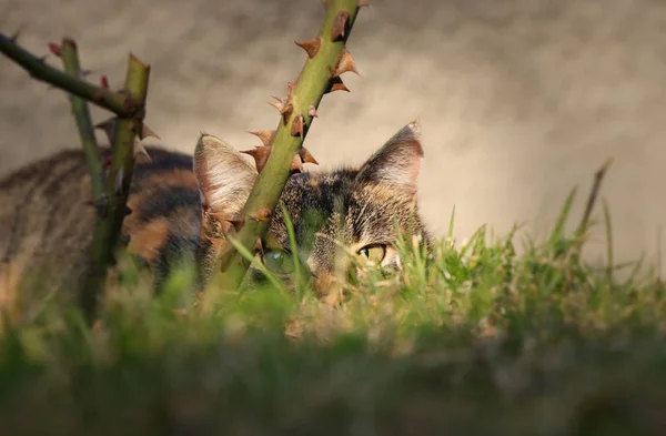 Ukrytá domácí kočka za stonkem růže a divoké trávy a čeká na správný čas na devastované napadení. Lovec v akci. Je to tak. KITTEN špehuje jiné kočky — Stock fotografie