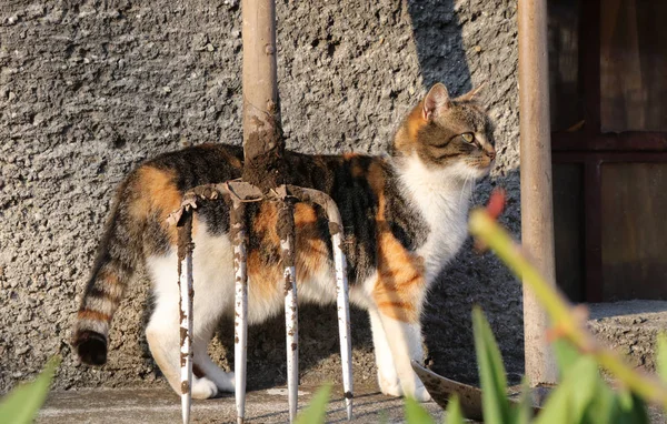 Kolorowy domowy kociak stoi na ścieżce i patrzy w ogrodzie. Ona szuka zabawy lub akcji. Ładny kot za ogród narzędzie Pitchfork — Zdjęcie stockowe