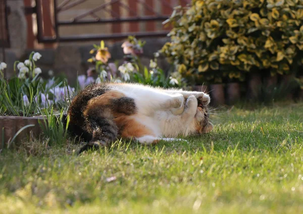 Felis catus domesticus is in the ring. Who will win. Cat or white ball. Question of death and life. Fight for survival. Colored cat named Liza is rolling on the grass