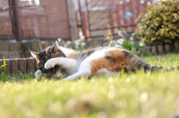 Farbiges Kätzchen liegt auf dem wilden Gras und beißt weißen Ball. Das Katzengesicht ist unter ihren weißen Pfoten versteckt. Sie ist so schüchtern. felis catus domesticus ruht nach einem langen Tag — Stockfoto