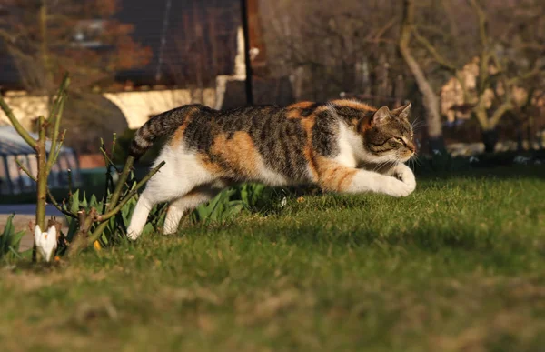 Bunte Hauskatze springt über Rosenbeet zu angenehm grünem Gras. Jungtier im Sprung. Weitsprung. Stammbaum Jungtier springt aus Hinterbeinen und streckt die Vorderbeine für einen besseren Sturz. — Stockfoto