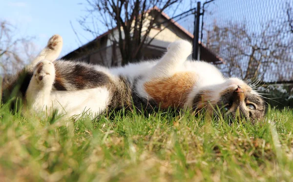 花园里的嬉戏。有趣的动作。家养的小猫在炎热的日子里躺着。费利斯卡图斯家养温暖了她的胃。野草上的猫休息室 — 图库照片