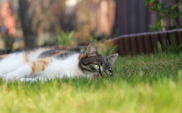 Triste y solitario felis catus domesticus relajarse en el jardín después de una larga caza en la noche. gatito de color caliente en el sol y descansar en la siguiente acción —  Fotos de Stock