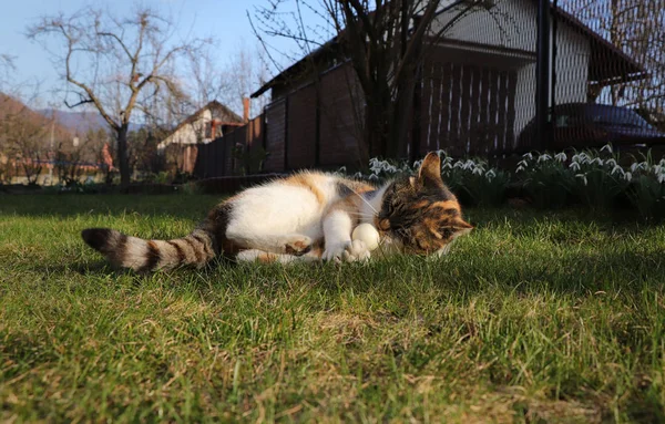 Молодой котенок играет с белым мячом для пинг-понга. Она так очарована. Фролик в саду на закате. Colored felis catus domesticus играет со своей лучшей подругой — стоковое фото
