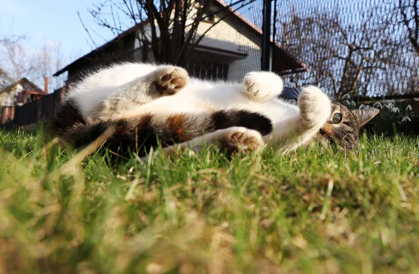 Ogromna część zrelaksować w ogrodzie. Nasz krajowy kot imieniem Liza rozciąganie i relaks na popołudniowym słońcu. Frolicsome w dzikiej trawie. Białe łapy. Spójrz na kamerę — Zdjęcie stockowe