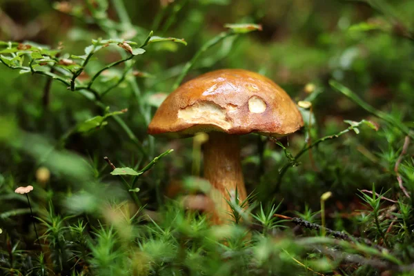 Sevimli Imleria badia yeşil bitki örtüsü gizli. Bay Bolete büyümek için barış için orta büyülü yosun yerleşti. Ne yazık ki birisi geldi ve mantar parçası kap ısırmak. ıslak ve yapışkan kapak