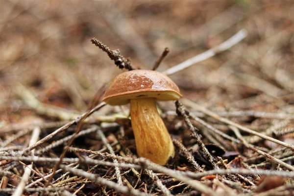Imleria badia olarak bilinen harika tipik çek mantarı. İyi gizlenmiş boletus badius kayın ve iğnelerin altındadır. Islüsten ve yapışkan şapkalı. Güzel sarımsı sap. Mantar mevsimi şimdi başlıyor