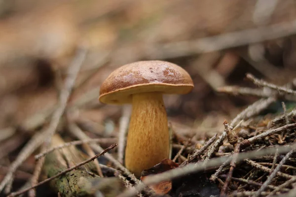 Boletus badius gömd i granskog i Beskydy, Tjeckien. Brun mössa och svagt gulaktig stam. Imleria Badia ligger i Spruce Thicket. Startar omgrupperingar säsong — Stockfoto