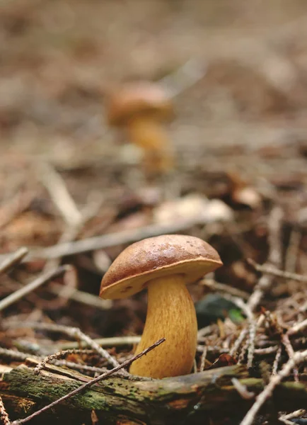 Típico hongo poroso checo conocido como Bay bolete o Imleria badia. Boletus castaneus parece un hombre pequeño con sombrero marrón. Recolectores de hongos comienzan a cazar para estas pequeñas cosas — Foto de Stock
