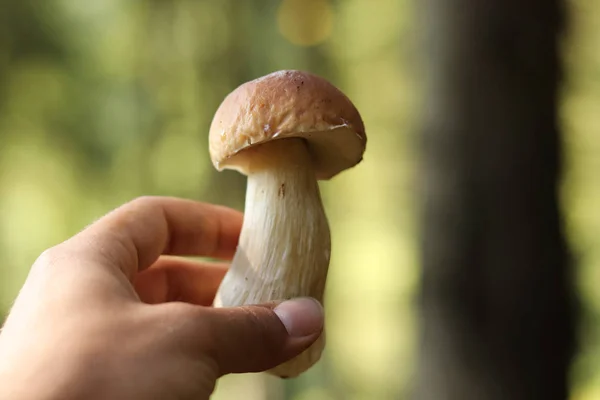 Wonderful Boletus edulis located in Beskydy república checa. La mano del hombre sostiene bollo de centavo o porcino. Cep tiene gorra marrón y tallo blanco y fue encontrado cerca del abeto. Setas temporada — Foto de Stock