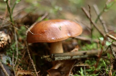 Kayın ve meşe altında Imleria badia. Orman karmaşası arasında. Yemiş mantar kuruldu. Picker şimdi bebeği temizler ve backet koymak gerekir. Mantar sezonu şu anda başlıyor