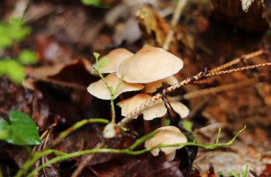 Psathyrella kandolleana iğneler ve kurutulmuş yaprakları altında Beskydy dağlarında bir dere yakınında kurulmuştur. Togertness yakın harika renkli kapaklar. Agaricus violaceolamellatus