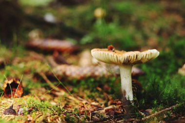 Güzel doğal ışık sabah saatlerinde ormanda Harika Russula emetica. Koniler ve iğneler arasındaki hastalık. Kusma russula birçok delik ile kap ilgi vardır