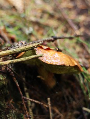 Xerocomellus chrysenteron iyi tarafından iğneler altında gizli. Boletus chrysenteron, Beskydy dağlarında çek ormanında. Ormanlık alanda sabah yürüyüşü. Kütük yakın kırmızı çatlama bolete