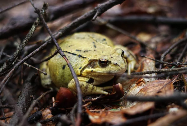 European common frog calmly sitting in the vegetaiton between needles and dried leaves. European common brown frog with brown eyes. Rana temporaria in the morning