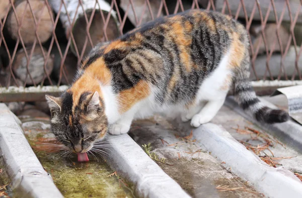 Felis Catus domesticus wody napojów do małej płytkiej puli stworzył długie deszcze w ostatnich dniach. Kolorowy kot pożnie wodę z ziemi. Ona gaje pragnienie. — Zdjęcie stockowe