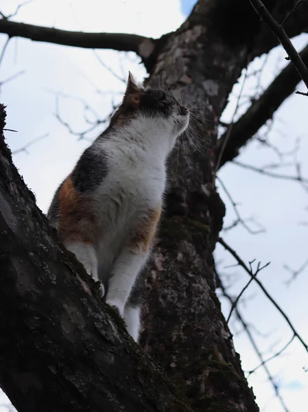 Exemplarisk sitter vid inhemsk katt Liza. Felis catus domesticus väntar på fåglar på nedre grenen. Mörk atmosfär. Kitten väntar på grenen av Cherry Tree för lunch — Stockfoto