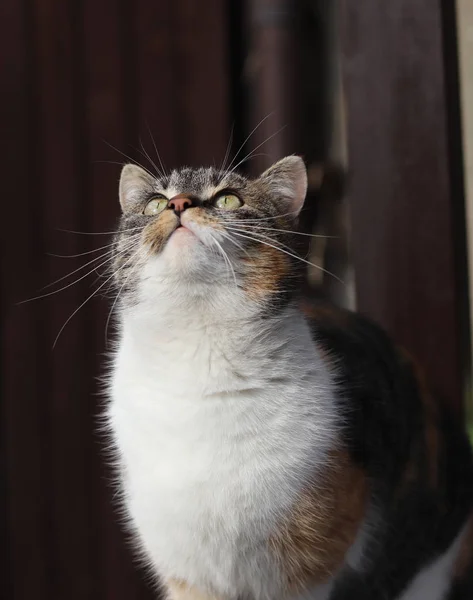 Curieux chaton domestique lève les yeux. Tête d'animal colorée aux yeux verts. S'enquérir felis catus domesticus s'assoit sur le rebord de la fenêtre et regarde quelque chose sur le toit. Peut-être qu'elle prie — Photo