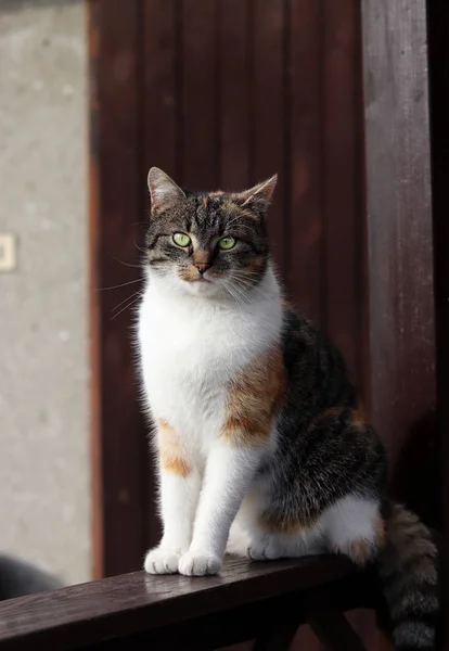Gururlu, kendini beğenmiş ve kedi yavrusu ahşap pencere üzerinde patron olarak oturur ve kameraya bakar. Yeşil gözlü renkli kafa, her şeyin doğru olacağına dair güven verici duygular uyandırıyor..