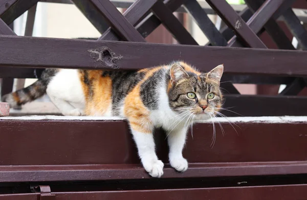 Gato doméstico de color tratando de tirar a través de la valla de madera al jardín vecino. Curiosos relojes de gatito en el segundo jardín y algo gana su atención — Foto de Stock