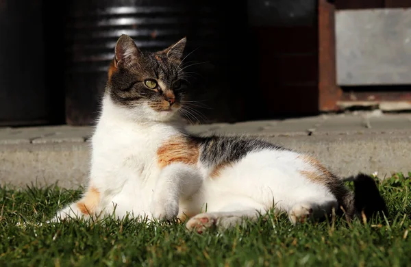 Felis catus domesticus tumbado en la hierba verde bajo el sol de la tarde y descansar después de un duro trabajo en la noche. Gatito se acuesta cómodamente pero de repente tiene algo en la mirada —  Fotos de Stock