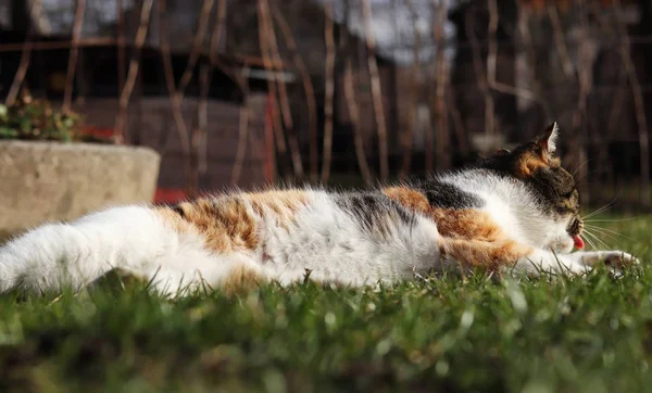 Felis catus domesticus relaxar e aquecer na luz do sol. Gato colorido deitado na grama com pernas abertas e ela queria cada sol para chegar a ela. Ela realiza limpeza diária — Fotografia de Stock