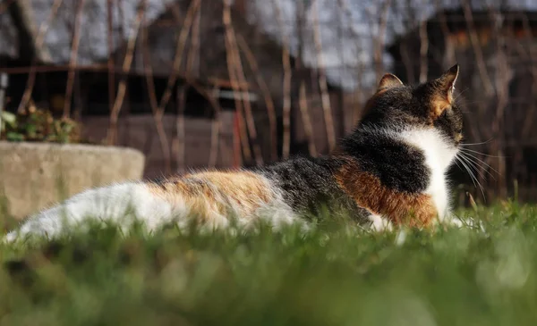 Berühmtes domestiziertes Kätzchen, das im duftenden und angenehmen Bett im Garten liegt. Sie wärmt sich an der letzten heißen Herbstsonne auf. felis catus domesticus Ruhe nach der Arbeit — Stockfoto