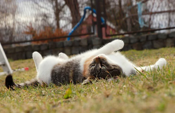 하루 종일 아무것도하지 않는 마스터. 하루 종일 긴장을 풀고 느슨하게하는 방법을 가르쳐 우리의 고양이 Liza를 만나보십시오. 색깔의 새끼 고양이는 배가 위로 정원에 놓여있다. 가든 시에스타 — 스톡 사진