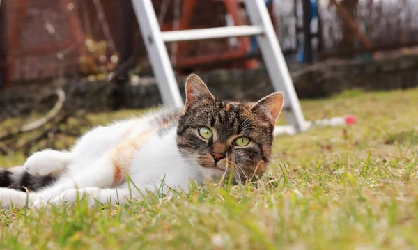 Hej, co jest człowiekiem. Comon dołączyć do mnie i cały dzień po prostu odpocząć i nic nie robi. Felis Catus domesticus leżącego w ogrodzie i rozgrzewki. Kolorowa głowa zwierzęcia z zielonymi oczami. Mój najlepszy przyjaciel — Zdjęcie stockowe