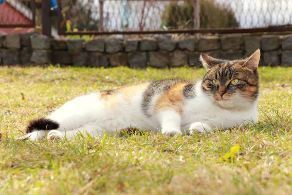 Farbige domestizierte Katze breitet sich auf herbstlich gefärbtem Gras aus und wärmt sich bei letzter heißer Sonne auf. Entspannung nach harter Arbeit. wichtige Zeit für jeden felis catus domesticus. Blick auf die Landschaft — Stockfoto