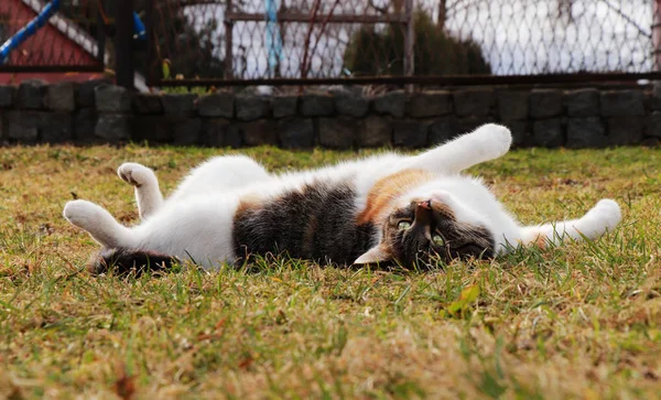 Zabawny kotek wylegiwanie się w ogrodzie i cieszyć się wvery moment jej życia. Kolorowe plecy i biały żołądek. Felis Catus domesticus leży na plecach. Godny podziwu i tak piękny kot. Najlepszy przyjaciel — Zdjęcie stockowe