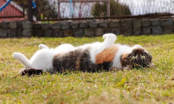 Totaler Chef zwischen Männern, die nichts tun. Färbung felis catus domesticus liegt im Herbst auf dem Rücken im Garten. Katze streckt Beine auf dem Rücken und sieht mich mit grünen Augen an — Stockfoto