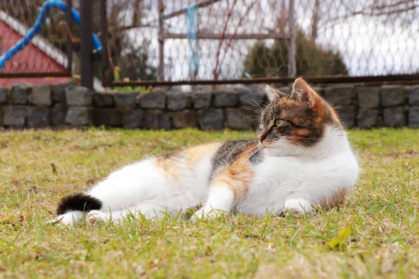 Total inaction. Everyday idleness after dinner. Duty break in work. Colored domesticated kitten lies at the garden and waits on her owner for dinner. Slacker indulges in rest