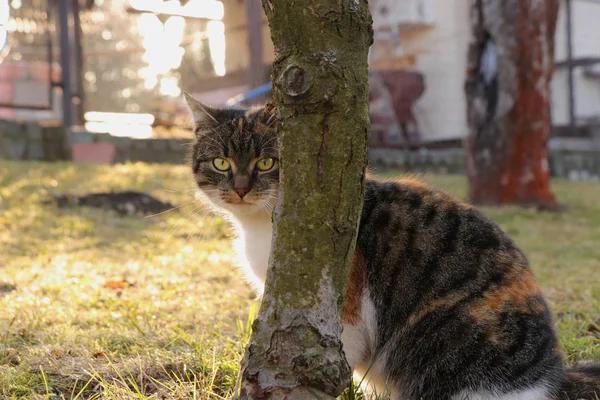 隐藏在苹果树后面的驯养猫，她准备一些行动。彩色小猫在打猎时非常小心。只有头从树干后面吹 — 图库照片