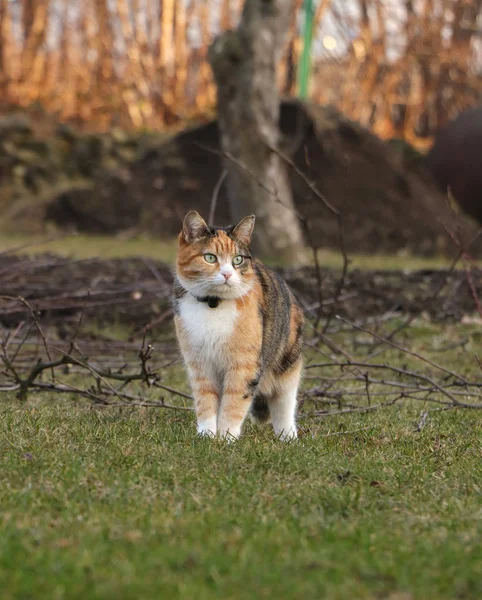 Королева диких кошек гуляет по саду. Пасуй боссу, осторожно. Felis catus domesticus выглядит как тигр. Котёнок ведёт себя как Клеопатра. Благородное животное. Вид на город — стоковое фото