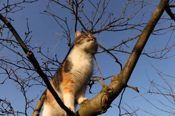 Le plus grand voyageur qui utilise principalement des branches d'arbre pour le transfert du point A au point B. Adorable et adorable chat domestique marche sur les branches et essaie trouvé quelques oiseaux pour manger — Photo