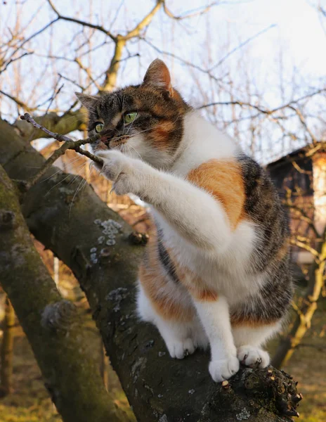 Очаровательный котёнок играет с частью дерева осенью. Felis catus domesticus сидит на толстом стволе и с лапой атакует маленькую ветку. Заинтересованное лицо животного . — стоковое фото