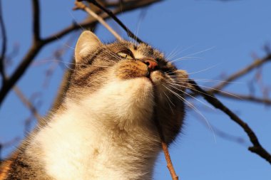 Avlanırken evcil kedi suratı. Felix Catus domesticus 'un odaklanmış ve şehvetli yüzü. Kafası renkli kedi atıştırmak için bir kuş yakalamaya çalışır. Yakalayabilir mi yakalayamaz mı?