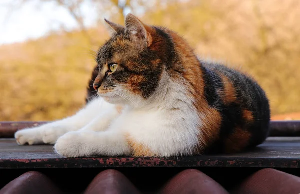 Komfort auf einem erhitzten Blech. jetzt im Schatten. Domestizierte Katze liza liegt an Bord und ruht sich nach dem Abendessen aus. Kätzchen entspannt sich an einem erhöhten Ort, um sich sicher zu fühlen. farbiger Tierkopf — Stockfoto