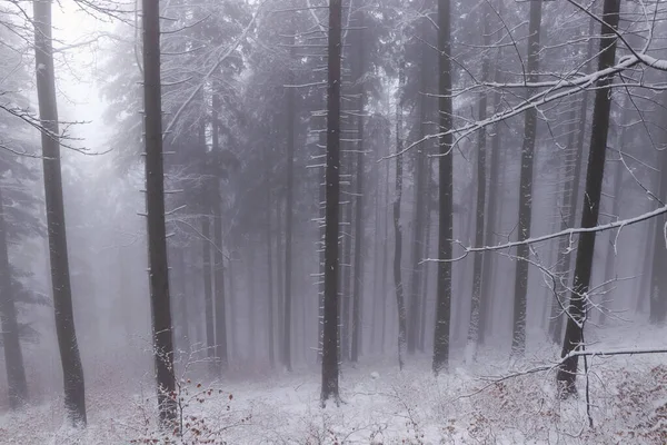 beautiful winter deciduous forest immersed in white darkness by the sun, which is trying to push through the fog. Beskydy mountains, czech republic, East Europe