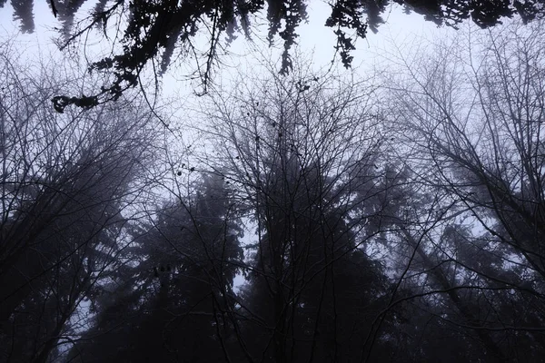 Dark Atmosphere Crowns Deciduous Trees Immersed White Mist Gloomy Sad — Stock Photo, Image