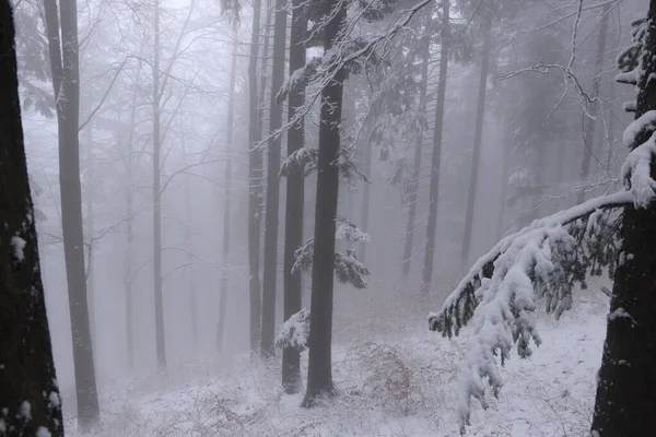 Young pine tree fades under the weight of snow. The forest covered with morning mist creates a chaotic and gloomy atmosphere