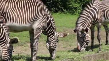 Çok nadir bulunan bir zebra türü, Grevy 'nin zebrası. İmparatorluk Zebra bugünkü öğle yemeğini saman ve ot şeklinde yiyor. Yeleyi kullanarak, tüm sinekleri uzaklaştırmaya çalışıyor. Zebra 'nın nesli tükenmek üzere..