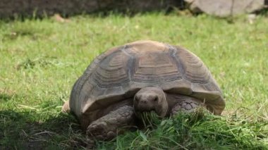 Afrika mahmuzlu kaplumbağa tarafından yutulan yiyeceğe yakın çekim. Centrochelys Sulcata mümkün olan en kısa sürede mümkün olduğunca çok çim organize etmeye çalışır. Vejetaryen. Sağlıklı bir yaşam tarzı. Sulcata kaplumbağaları otçul hayvanlardır.
