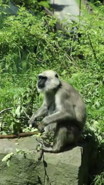 Çok nadir bulunan bir primat türü olan Semnopithecus entellus 'un ayrıntıları. Northern Plains Gri Langur, öğle yemeği için ellerini yaprakları ve küçük böcekleri yemek için kullanıyor. Kutsal langur, Bengal kutsal langur