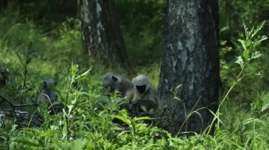 Çok nadir bulunan bir primat türü olan Semnopithecus entellus 'un ayrıntıları. Northern Plains Gri Langur, öğle yemeği için ellerini yaprakları ve küçük böcekleri yemek için kullanıyor. Kutsal langur, Bengal kutsal langur